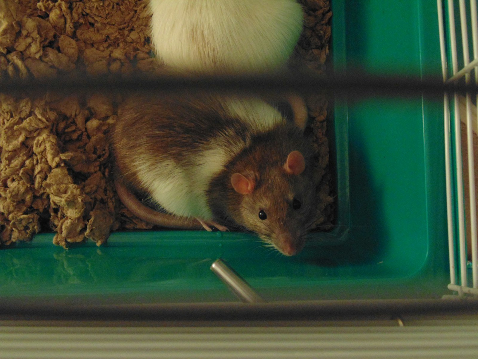 Brown and white domestic pet rat relaxing in a cozy enclosure