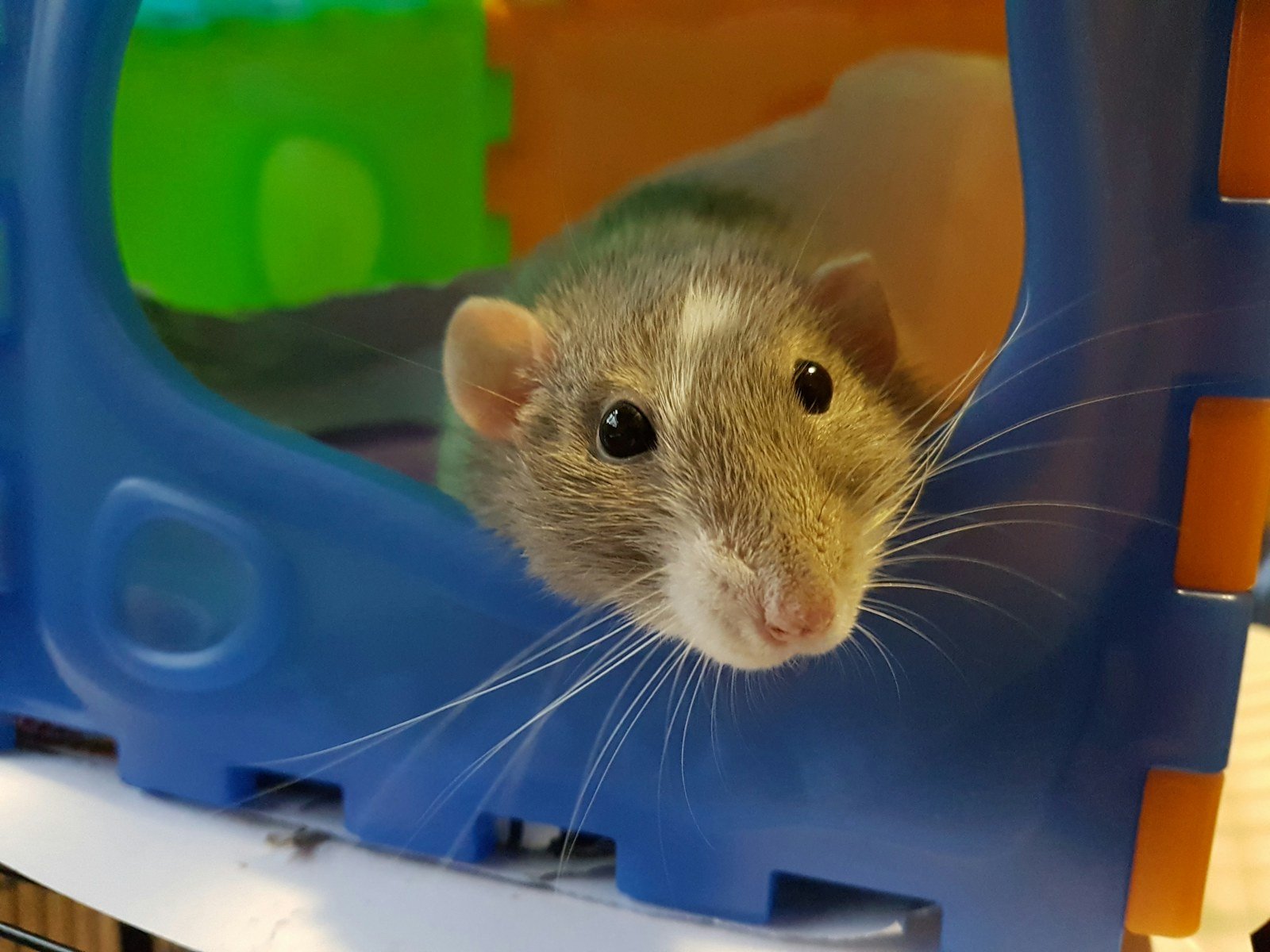 Curious gray and white domestic pet rat peeking from a colorful hideout
